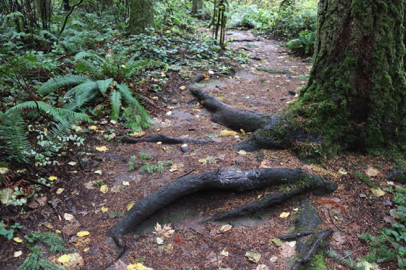 Summit Loop Trail with large roots across the trail